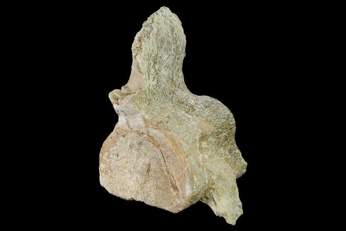 Fossil Plesiosaur Cervical Vertebra - Asfla, Morocco #166011